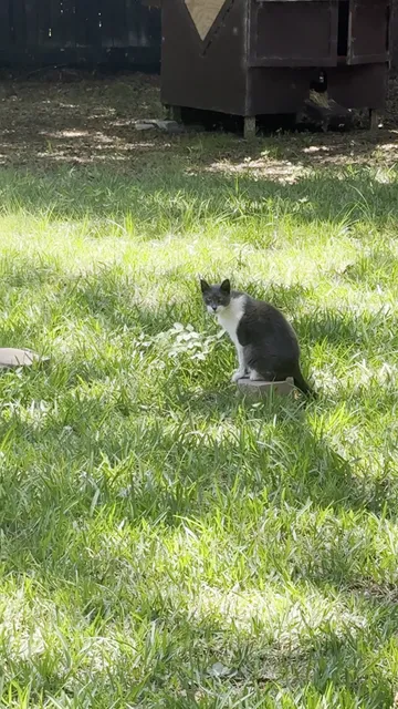 Cat Sanctuary- All About Cats HHI