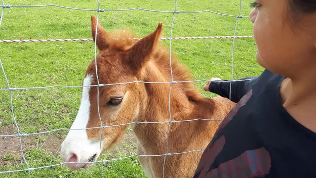 Ferienhof Warfthof Becker