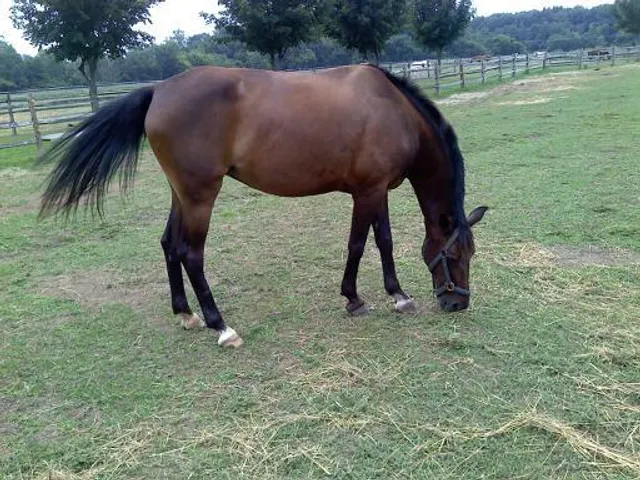 Stone Haven Equestrian