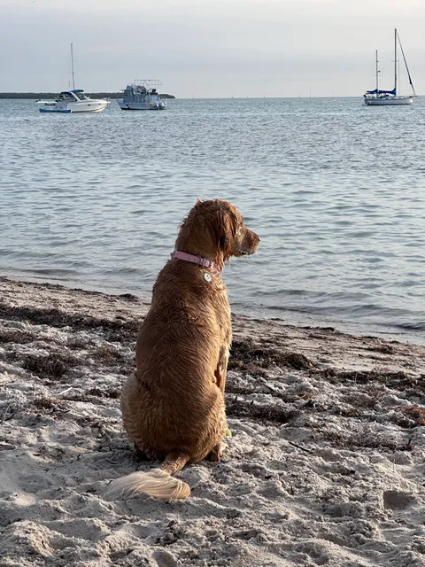 Biscayne Dog Friendly Beach