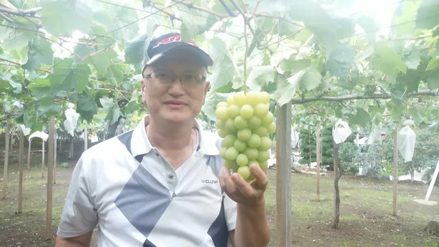 おいしいぶどう屋さん