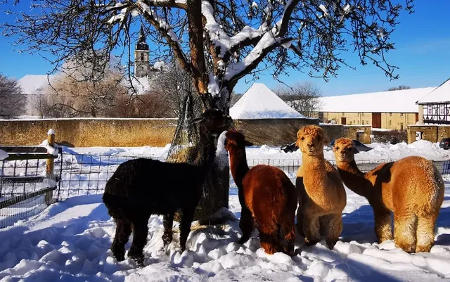 Ferienwohnung Alpakahof
