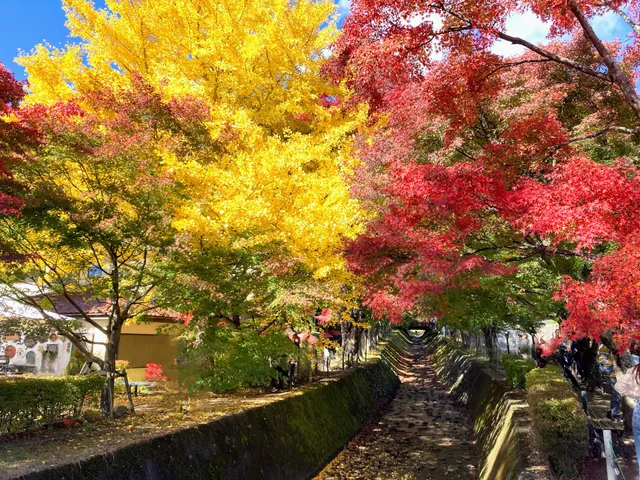 Maple Corridor