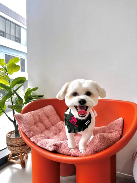 Paw House PH - Pet Hotel & Grooming