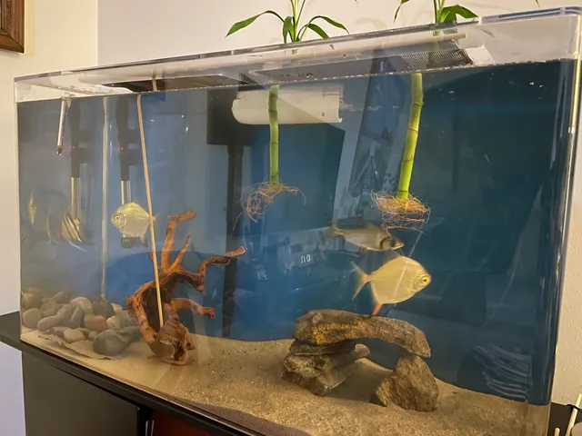 Interior Ocean Designs / Aquarium Tropical Fish Store