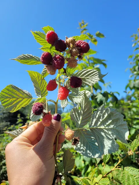 Remlinger Farms U-Pick