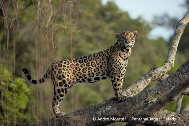 PANTANAL JAGUAR SAFARIS