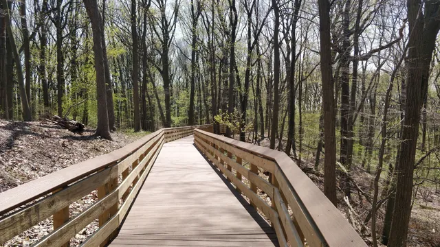 Saint Francis woodlands