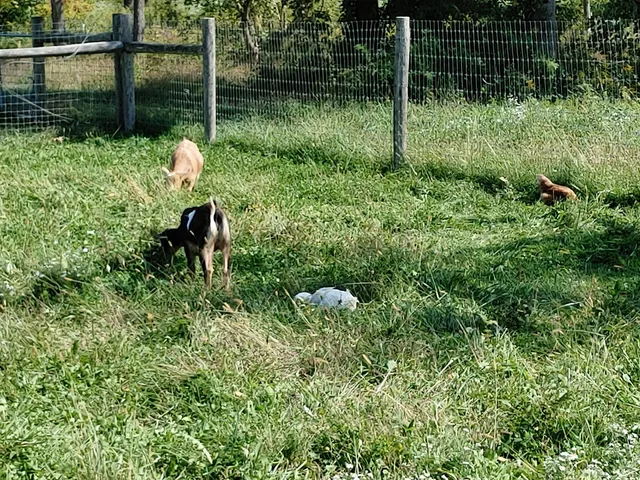 Mary's A-Maze-Ing Pumpkins