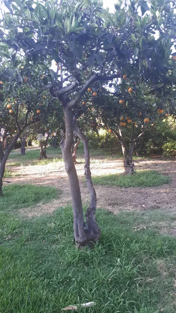 Terre del Cardinale Country Suites