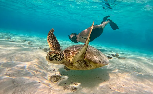 Rarotonga Turtle Tours with Kali & Kato