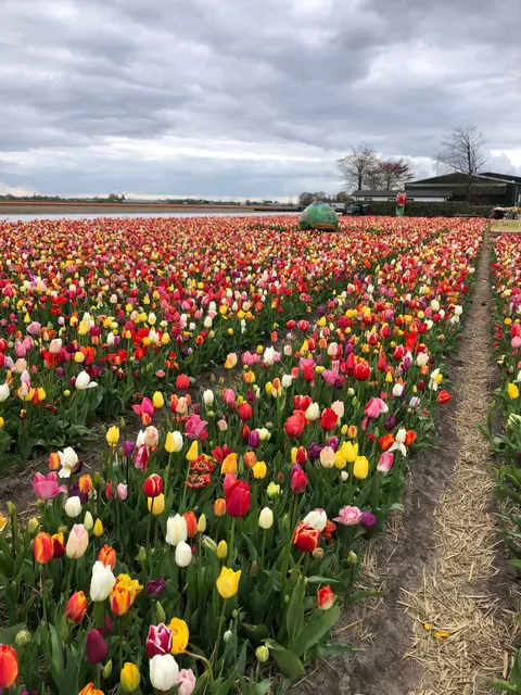 Tulipbicycletour.com