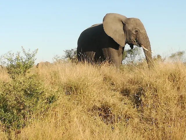 Orpen Gate Kruger National Park (Reception)
