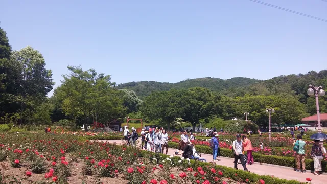 Incheon Grand Park - Rose Garden