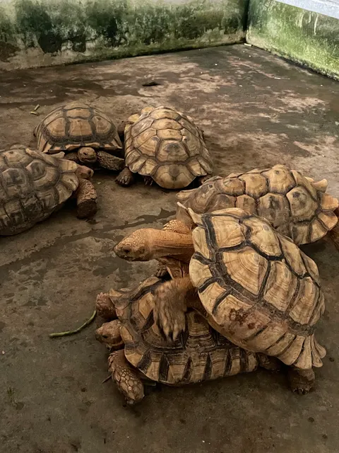 Live Turtle Museum (Singapore)