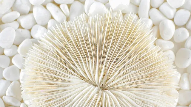 Belle Marin Aesthetic Medicine