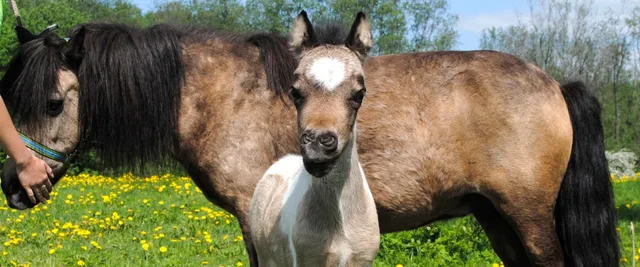 Tsarskoselsky equestrian club "Alexandrov Dacha"