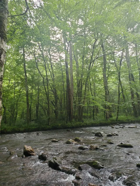 Bradley Fork Trailhead Parking