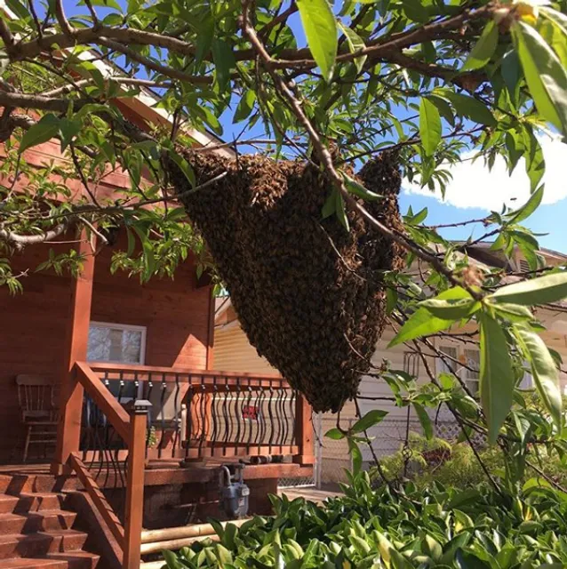 Shadow Mountain Honey Company