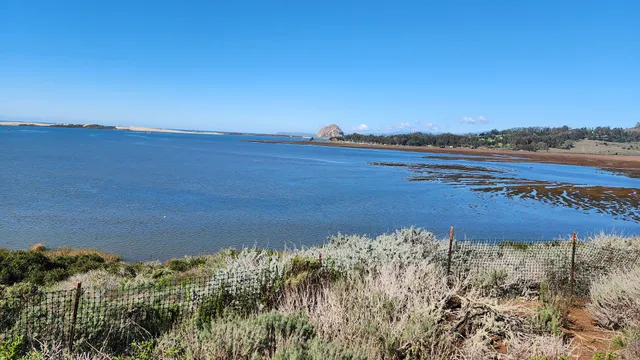 Lupine Point, Elfin Forest