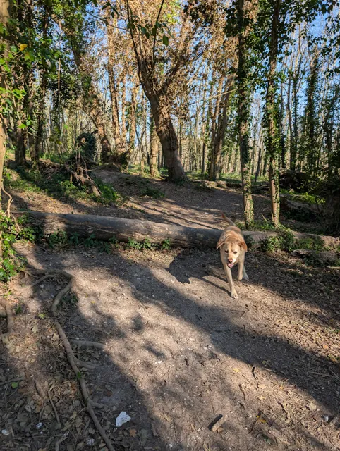 All Seasons Paw Park