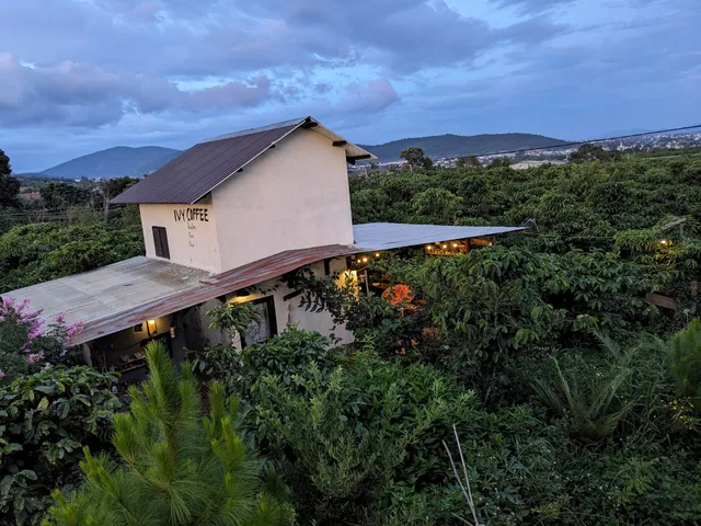 Ivy Coffee Farm