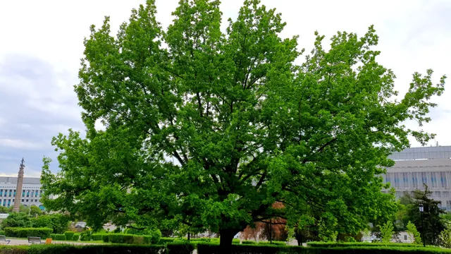 Giant Oak at the Square of Independence
