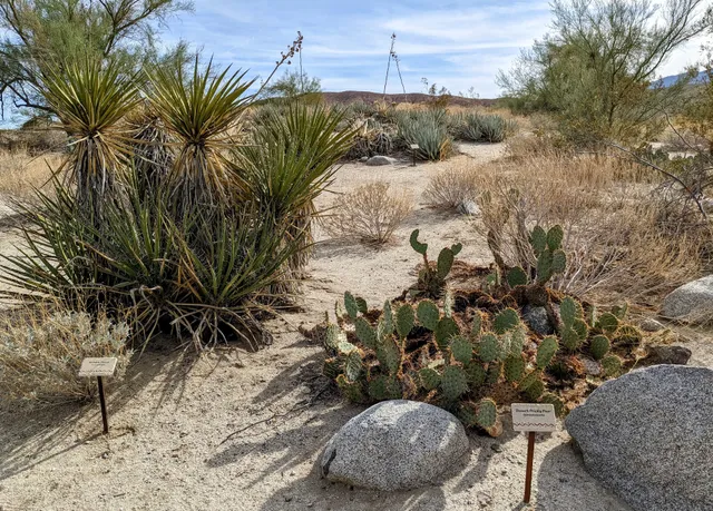 Anza-Borrego Botanic Garden
