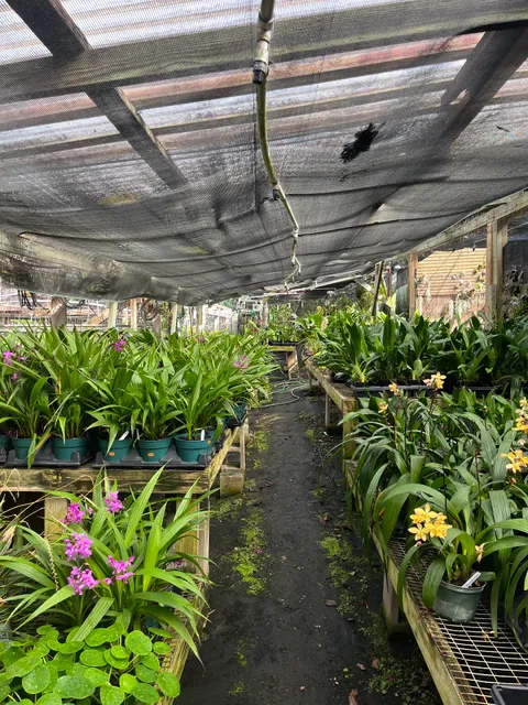 Kawamoto Orchid Nursery