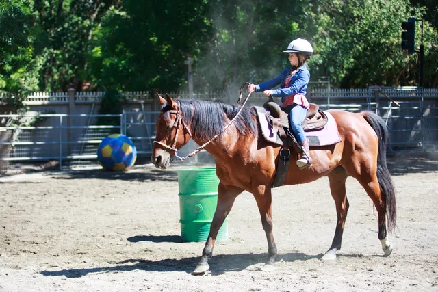 All Seasons Horse Riding