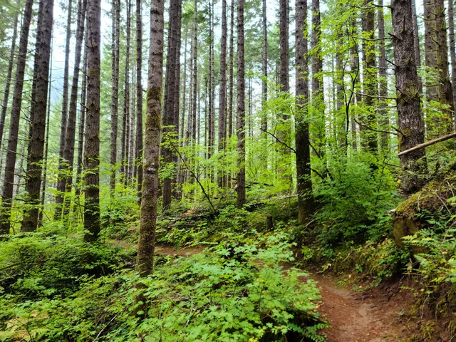 Tillamook State Forest