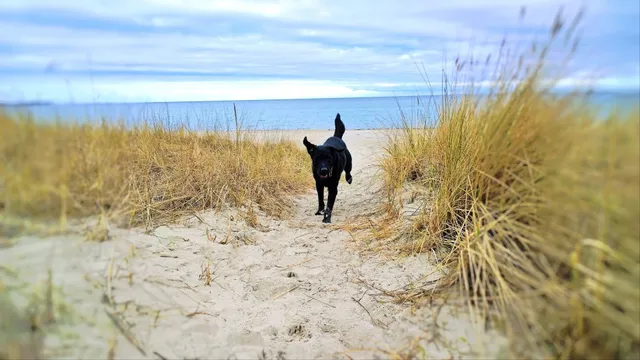 Rügen mit Hund