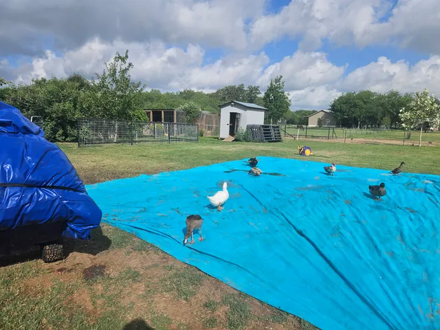 Jumpy Thingz Party Rentals