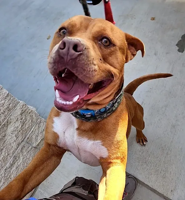 Newport Beach Animal Shelter