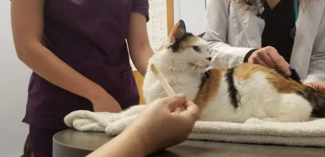 Morrisville Cat Hospital