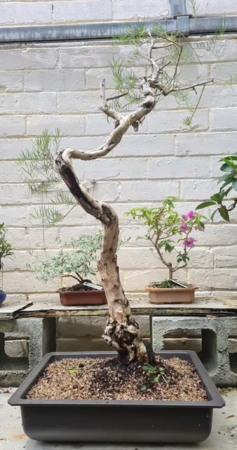 Lee's Bonsai World