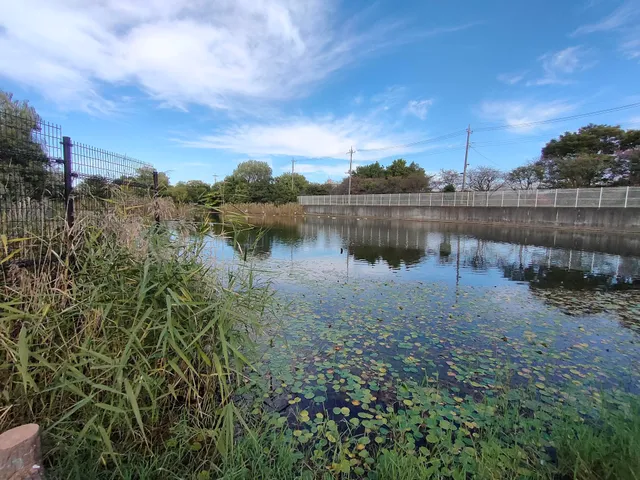 Gonpachi Pond (Wild Floating Heart Field)