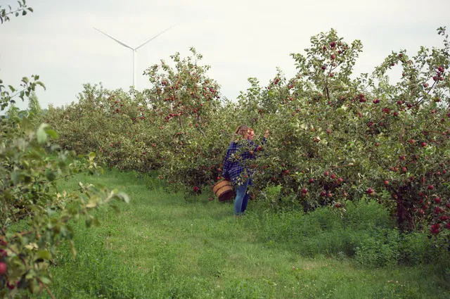 Little Sioux Orchard