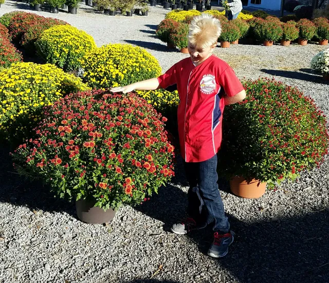 HARGRAVE MUMS & MORE