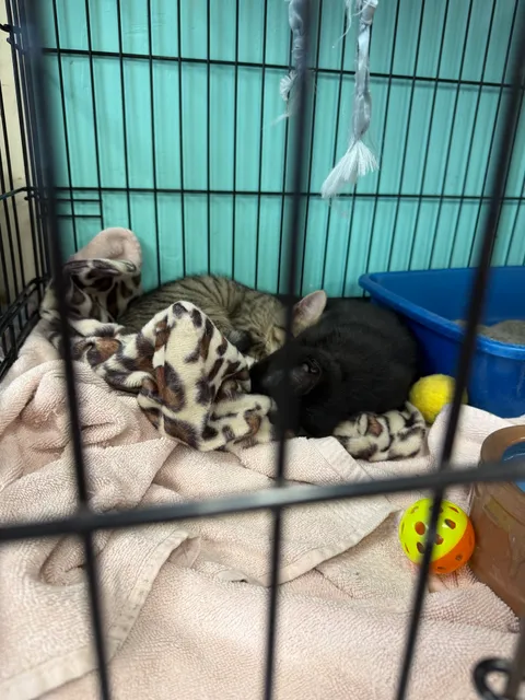 Sean Casey Animal Rescue