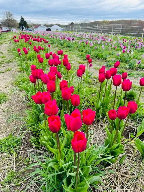 Tip Top Tulips