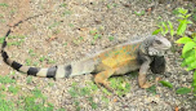 Centro Natural Punta Culebra, Punta Culebra Nature Center, Smithsonian