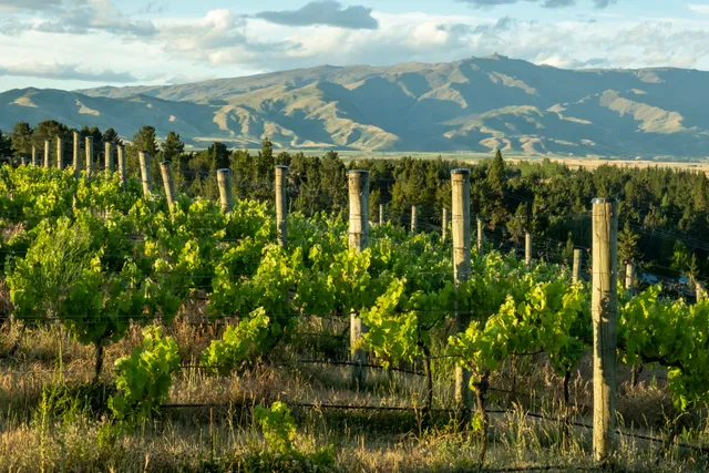 Thyme Hill, Central Otago Merlot, wine tastings by appointment