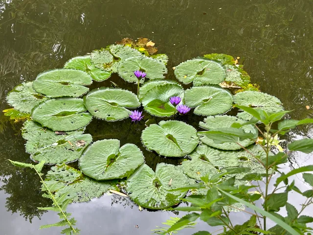 Kanapaha Botanical Gardens