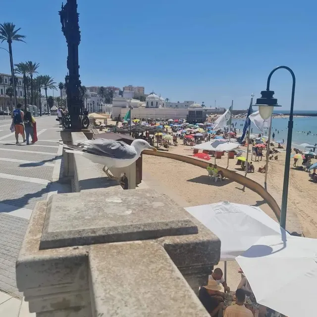 AC Gestión: Alquiler vacacional Cádiz - OFICINA