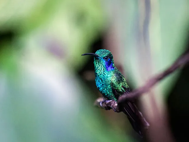 Horizontes Nature Tours Costa Rica