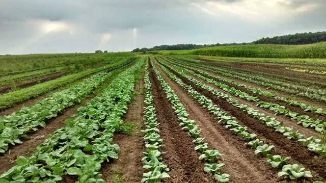 Schauer's Good Earth Farm & Greenhouse