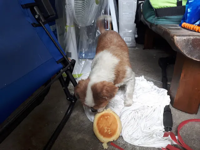 멕시칸치킨 안산본오사동점