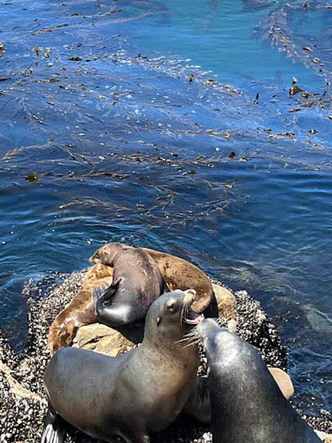 Seals & sea lions