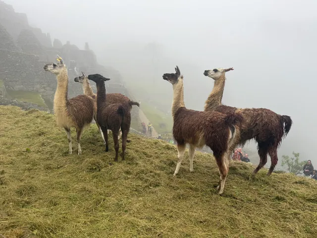 Alpaca Expeditions